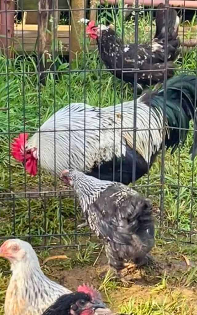 young chickens beginning the integration process