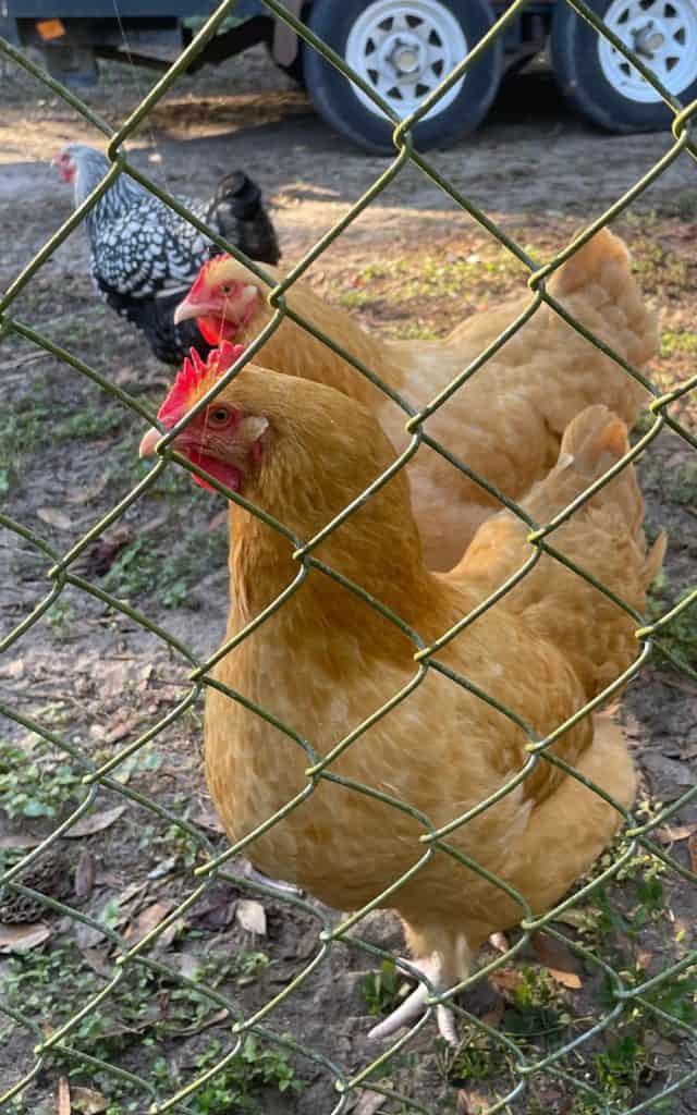 laying hens in the yard