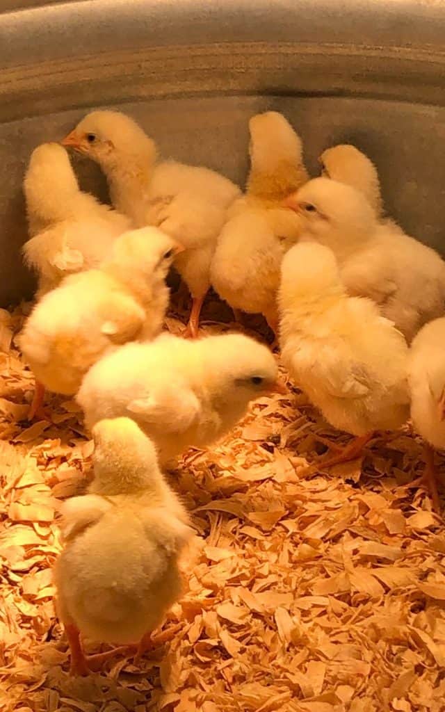 chicks in a brooder