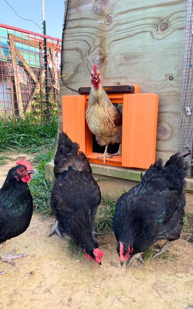 laying hens free ranging