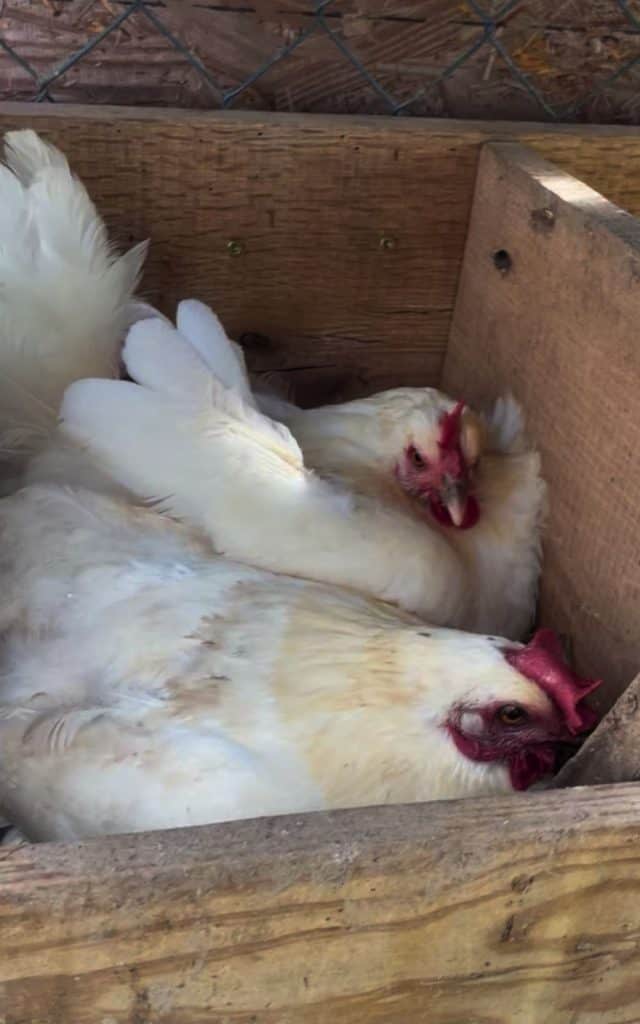 laying hens in the nest box
