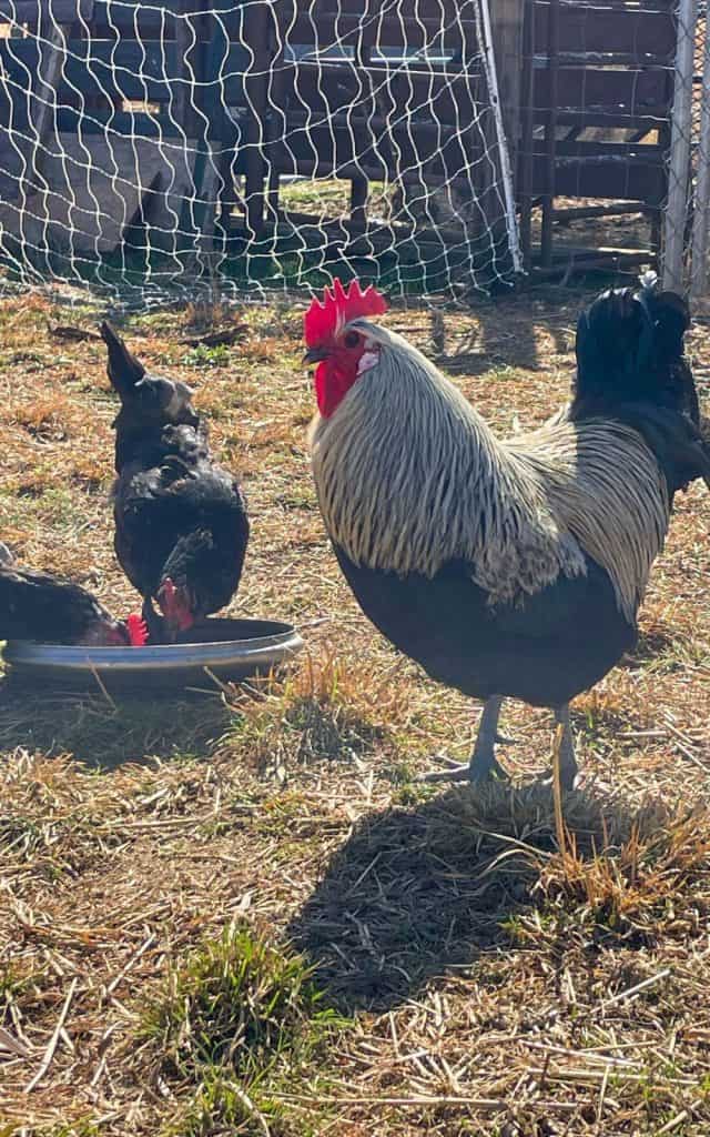 rooster watching over flock