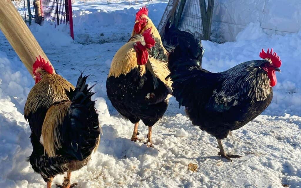 roosters in the snow
