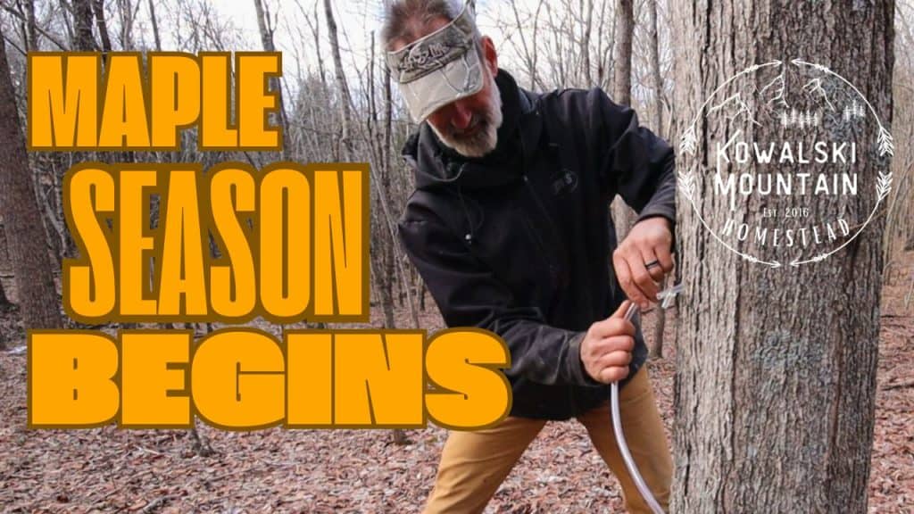 a youtube thumbnail about tapping our maple trees