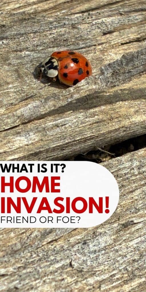 Asian Lady beetle pin