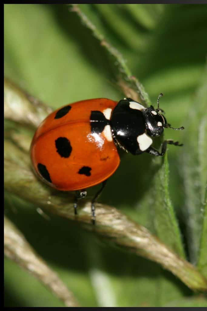 seven spotted ladybug (stock image)