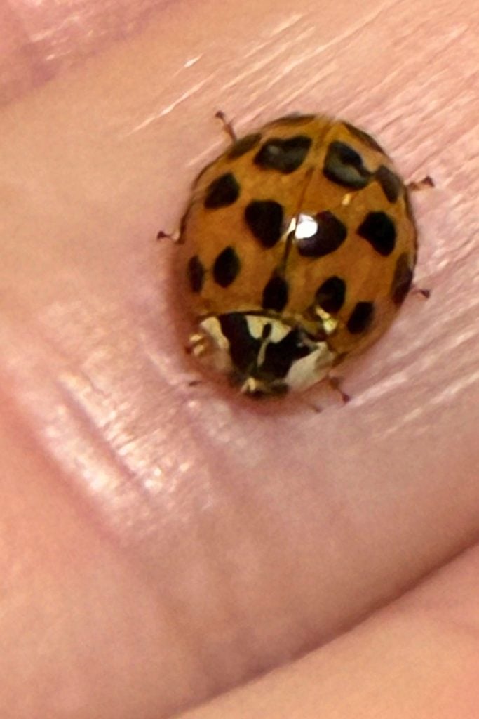 Asian lady bettle in my hand