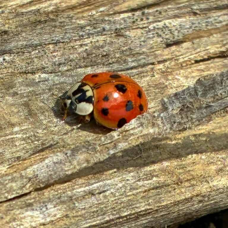 Closeup of Asian Lady beetles