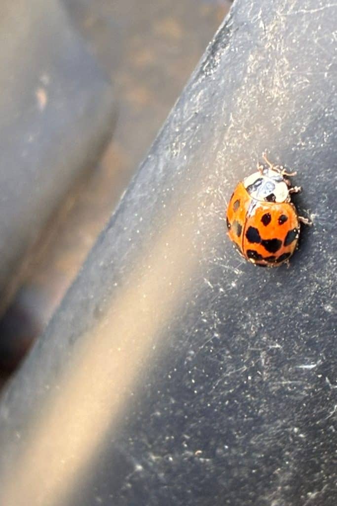 Lady Asian beetle closeup outside