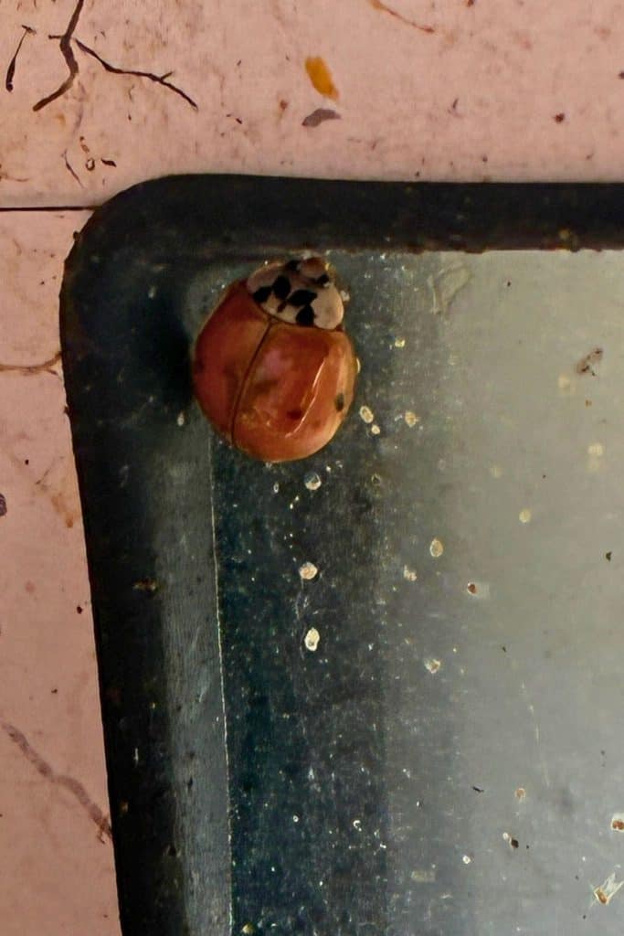 closeup of an Asian lady beetle with very few spots
