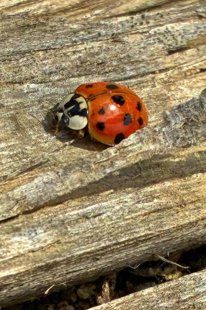 Closeup of a Asian Lady Beetle