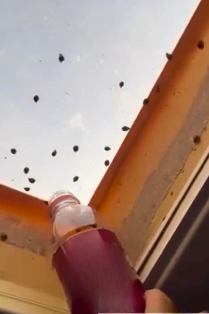 collecting Asian lady beetles with a plastic bottle