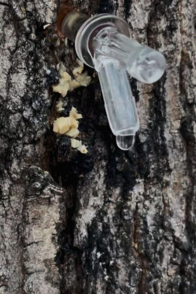 maple sap dripping from the spile