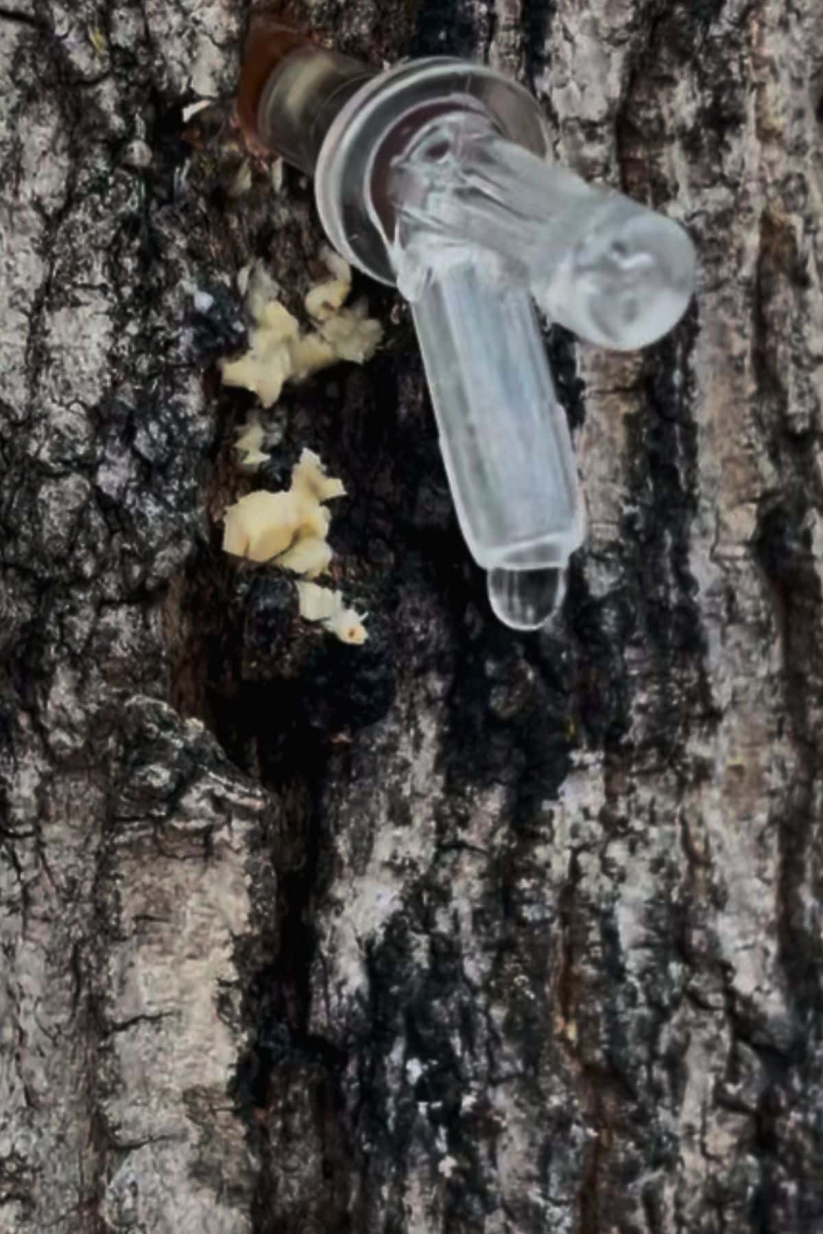 How to Make Maple Syrup the Traditional Way on the Sustainable ...
