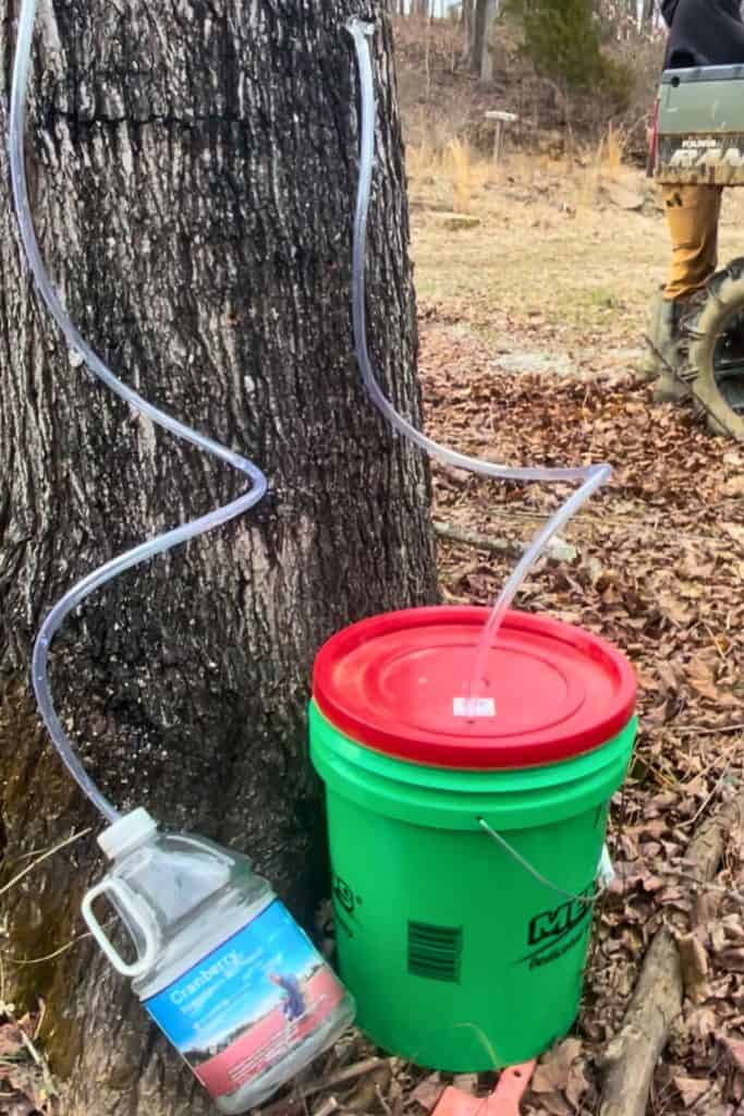 collecting sap in a 5 gallon bucket and a recyled bottle