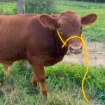 Apollo wearing a DIY Dexter Calf halter
