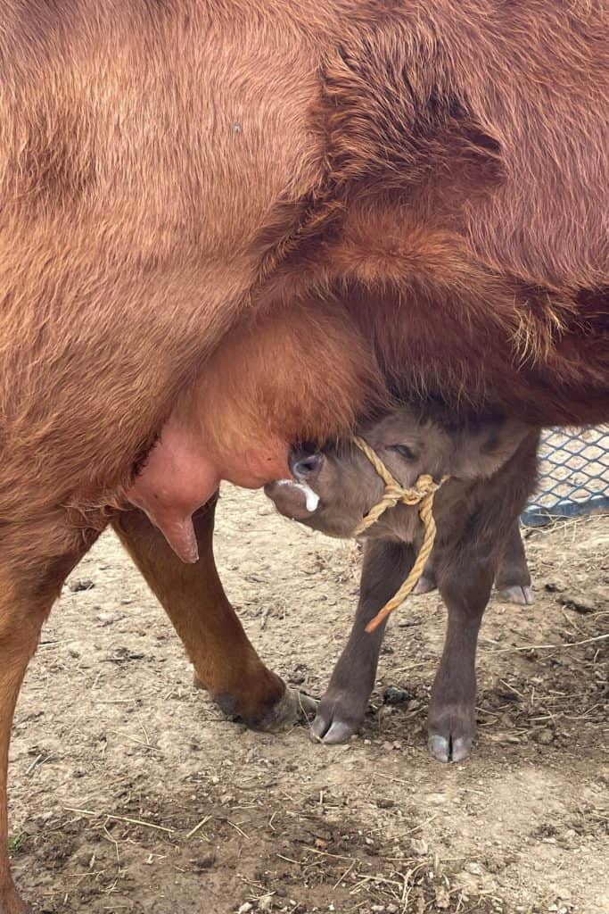 Duke and Meg. Duke is wearing a Dexter calf halter