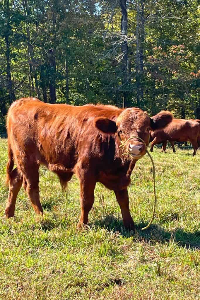Rex wearing a Dexter calf halter