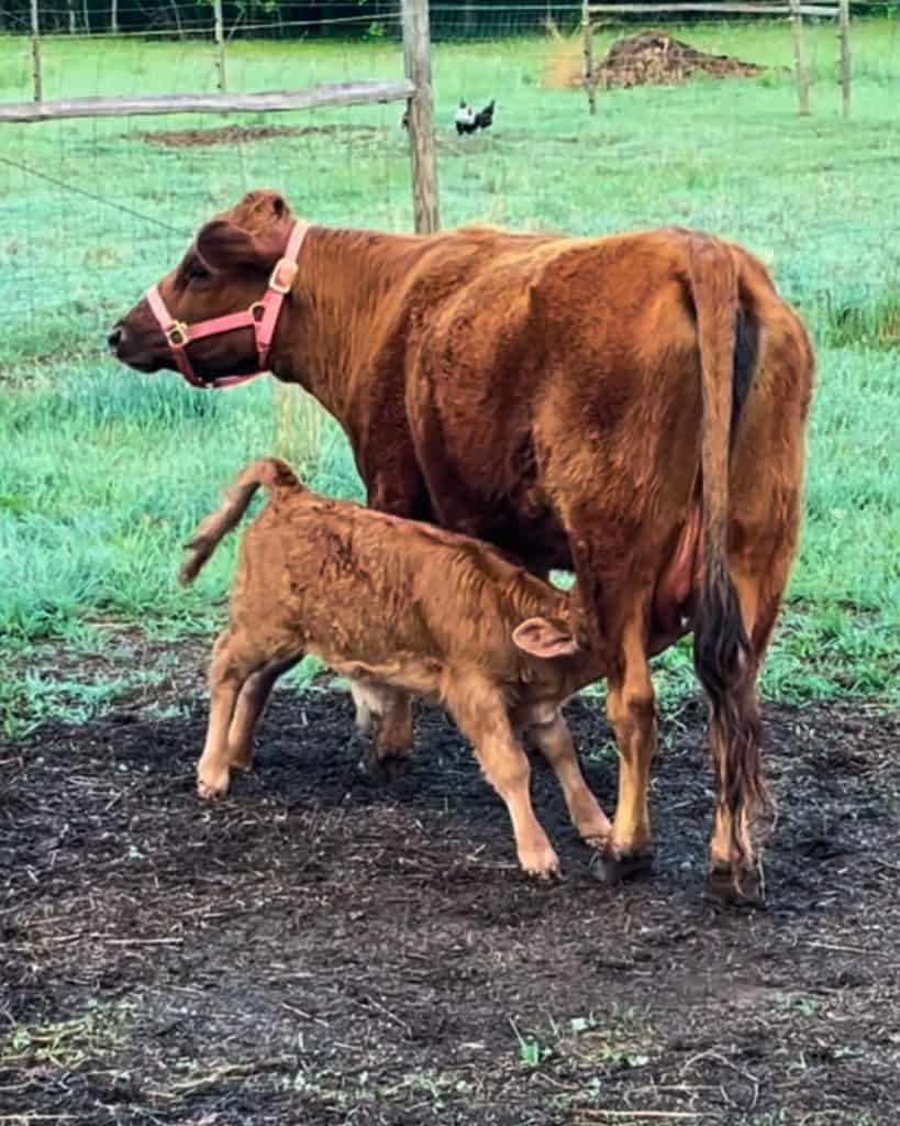 Calf and cow
