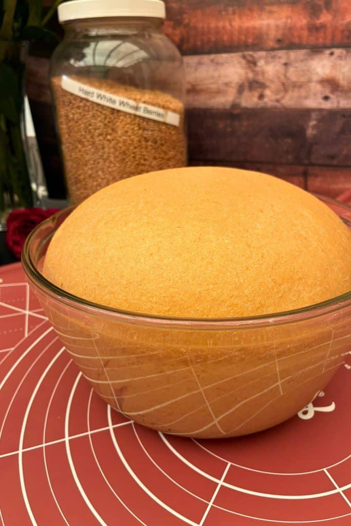 sandwich bread dough finished first rise