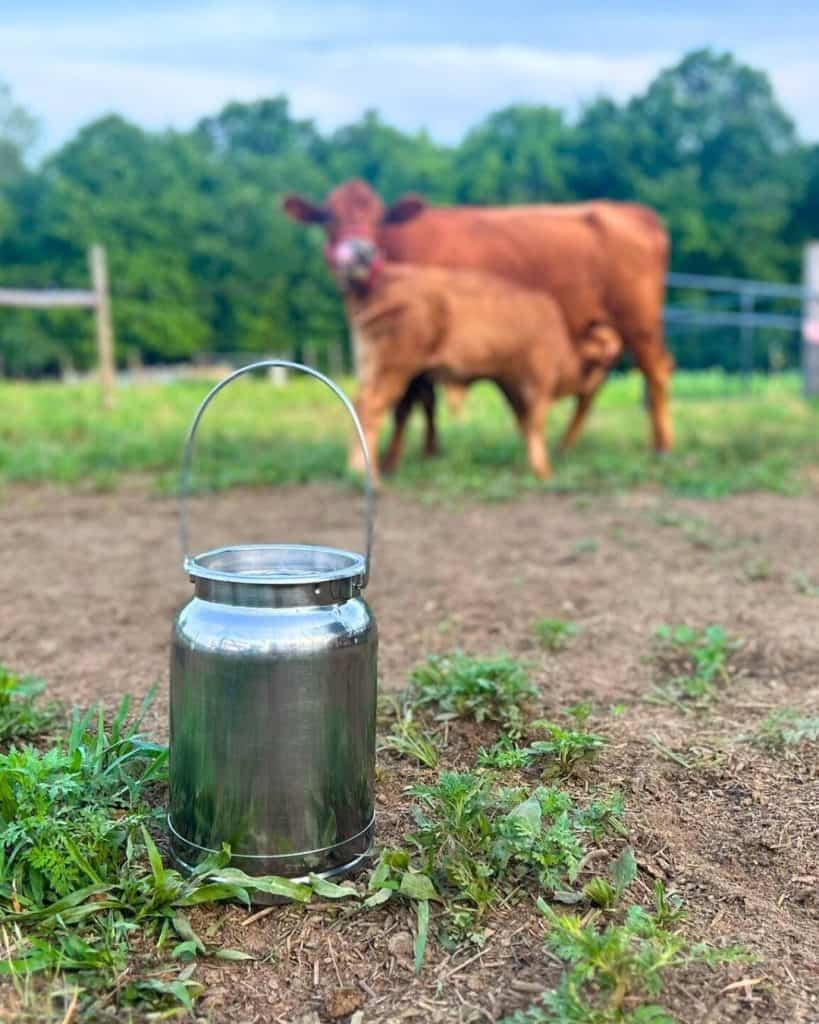 a milk bucket with a calf and cow in theback ground