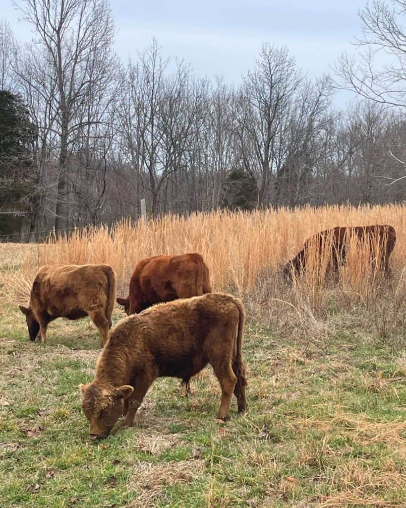 Dexter cattle in the field