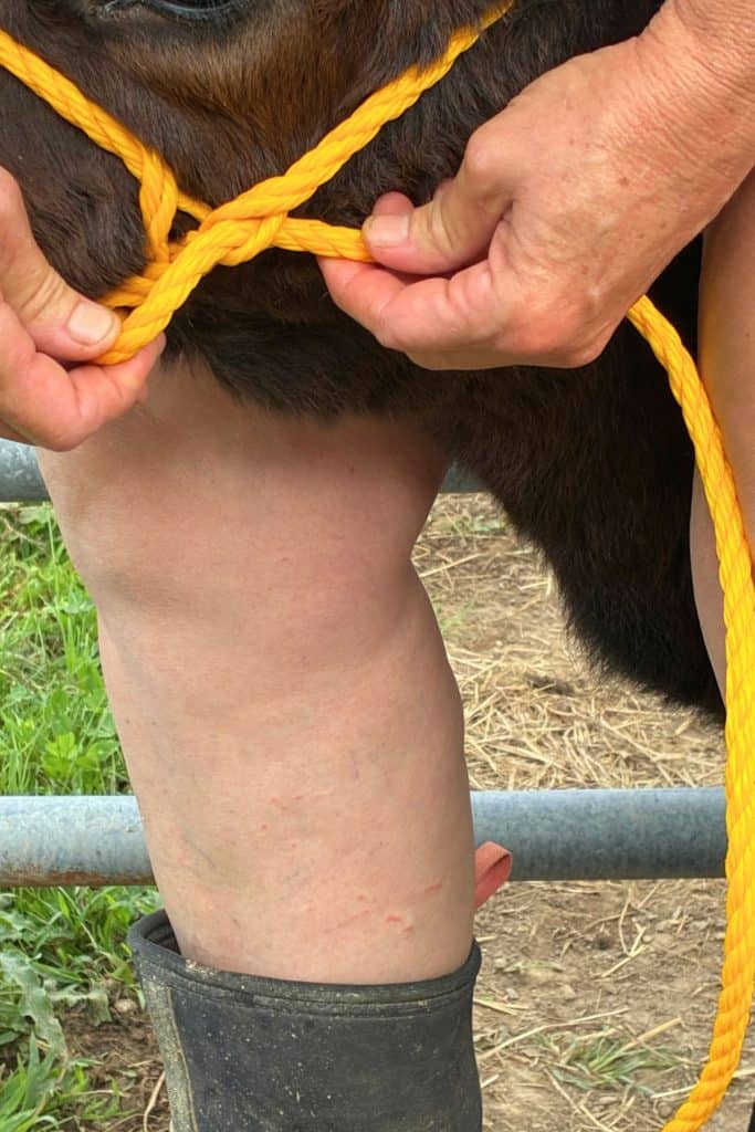 pull lead rope through to secure