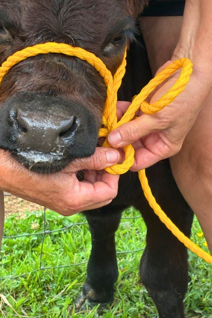 pull lead rope through to secure