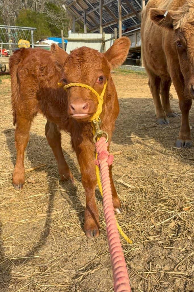 using a lead rope with a Dexter calf halter with Sunny