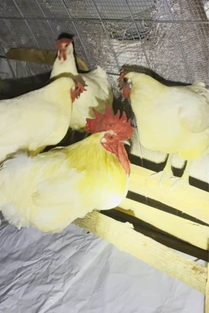 chickens roosting over a poop hammock