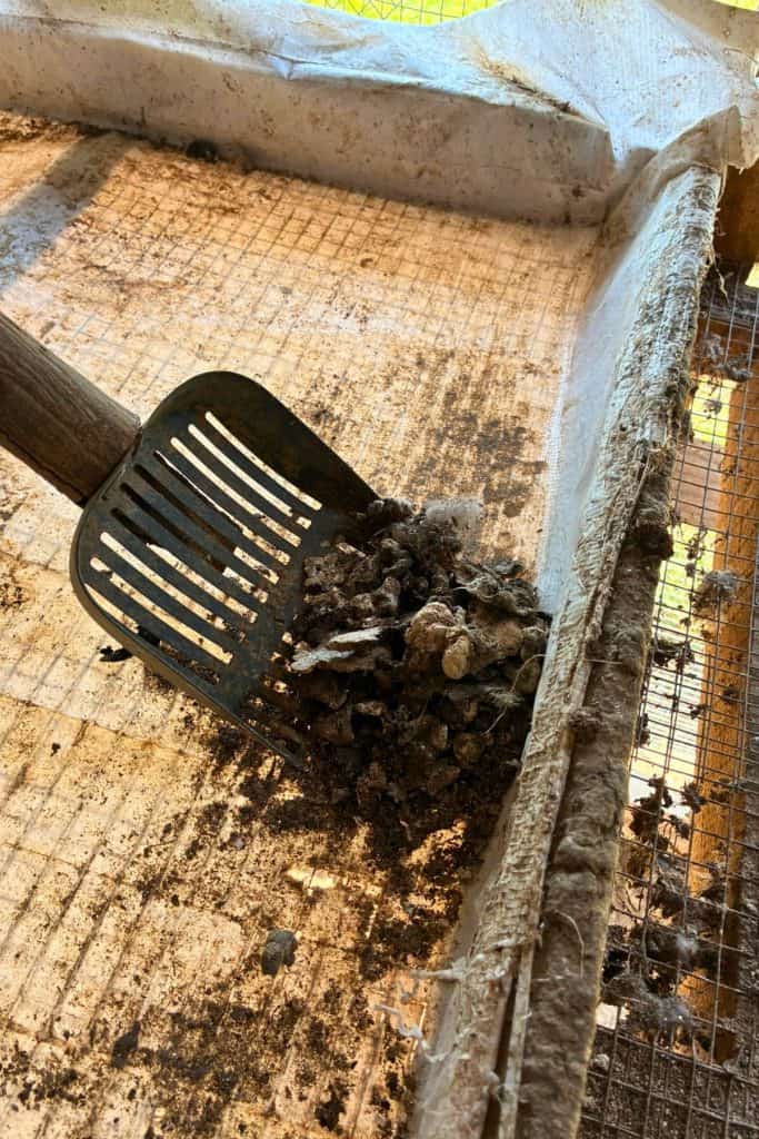 scooping manure out of lined, framed dropping board