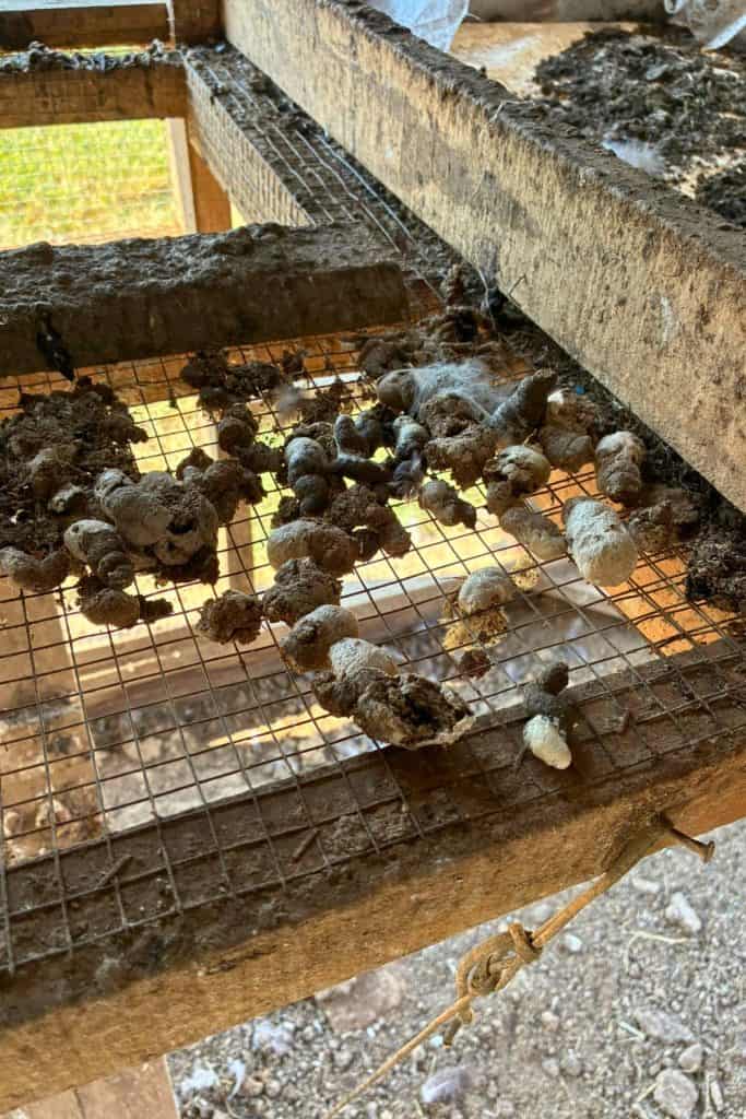 chicken poop on wire dropping board